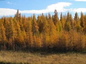 Larch trees in the Peace Country