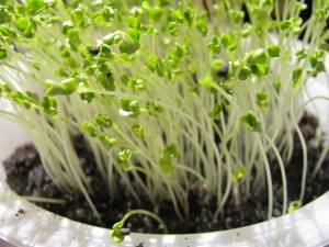 Green kale microgreens