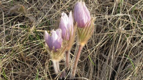 Prairie crocuses