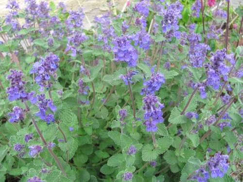 Nepeta mussinii
