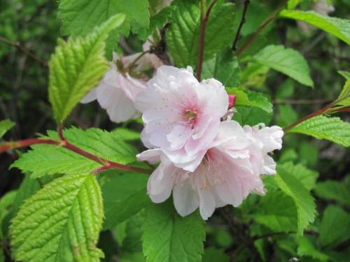 Flowering almond