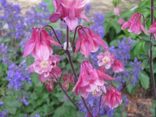 Columbine
