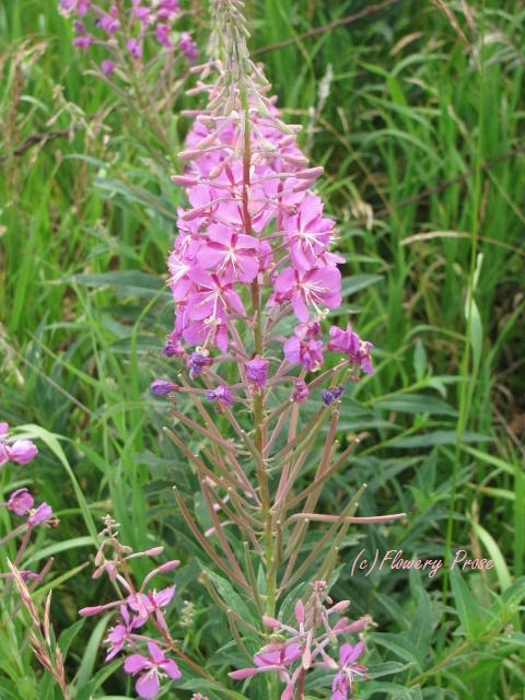Flowery spotlight: Fireweed.  Flowery Prose.