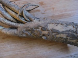 Horseradish root