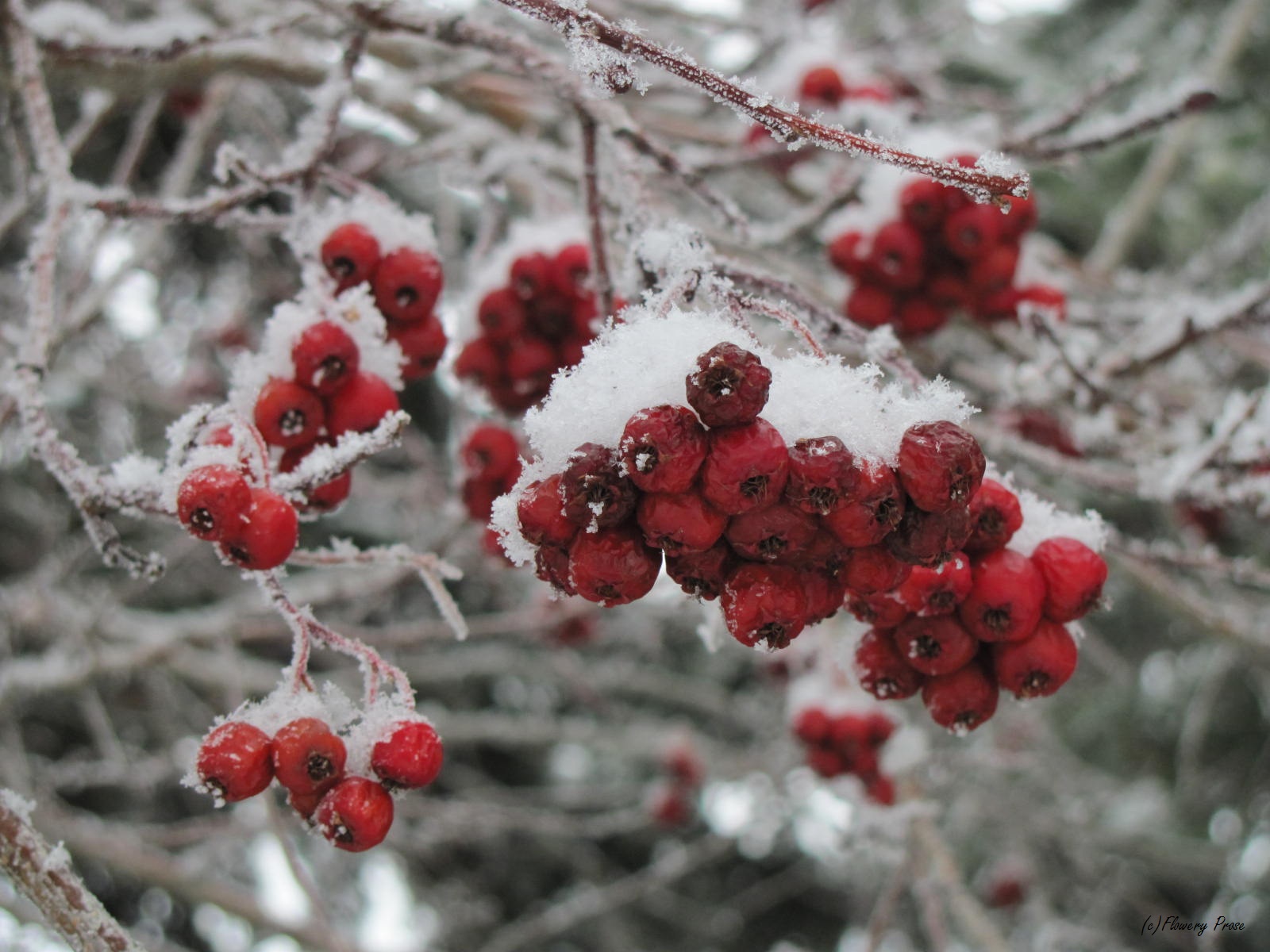Wordless Wednesday:  Mountain Ash.  