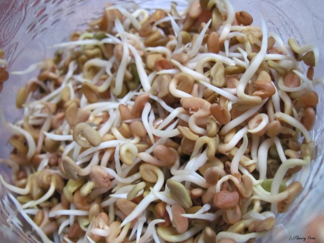 Fenugreek sprouts FP