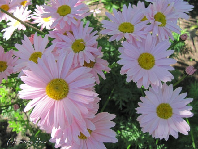 Robinson Rose painted daisy FP