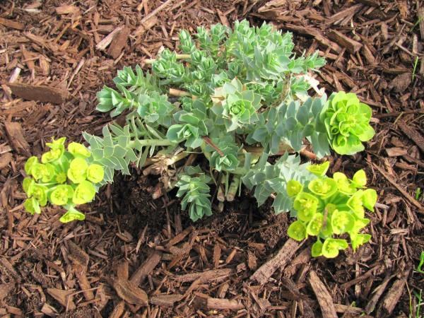 Spurge - 22 May 2011