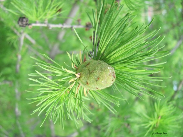 Immature larch cone - 7 June 2013