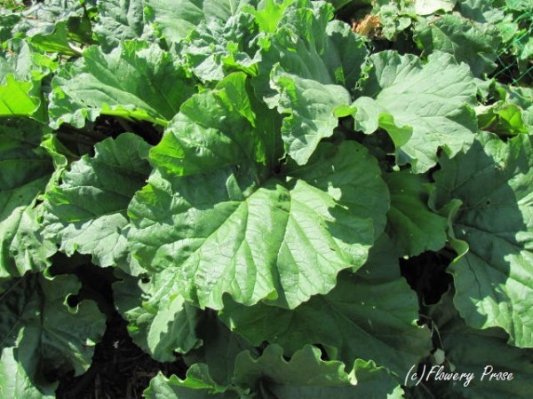 Rhubarb