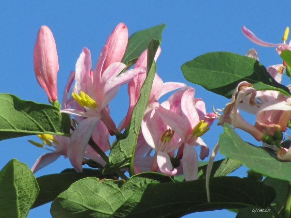 Honeysuckle