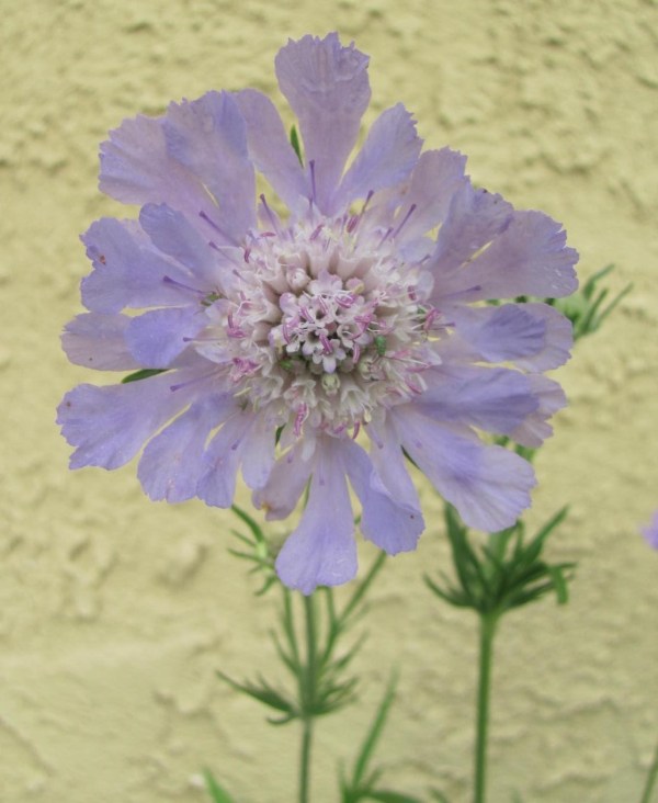 FPScabiosa