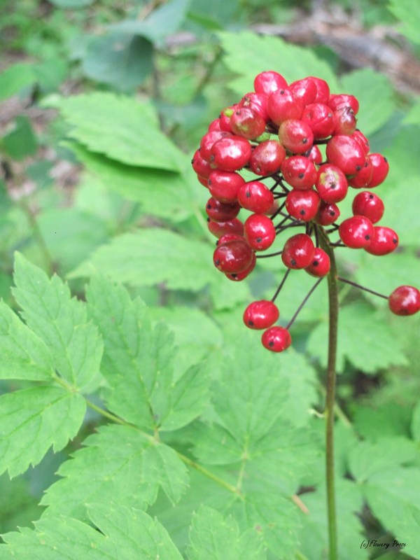 Red baneberry FP