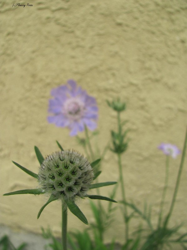 Scabiosa FP2