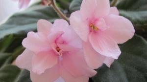 African violet pink