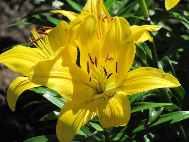 Asiatic lily