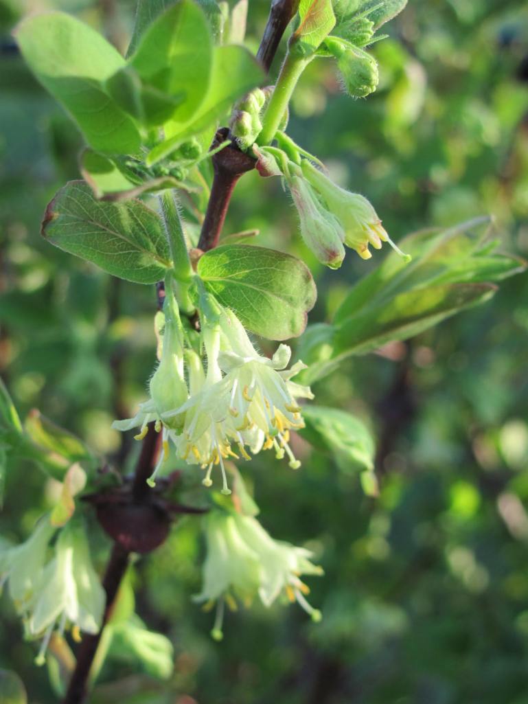 Haskap bloom - BCG - 22 May 2014