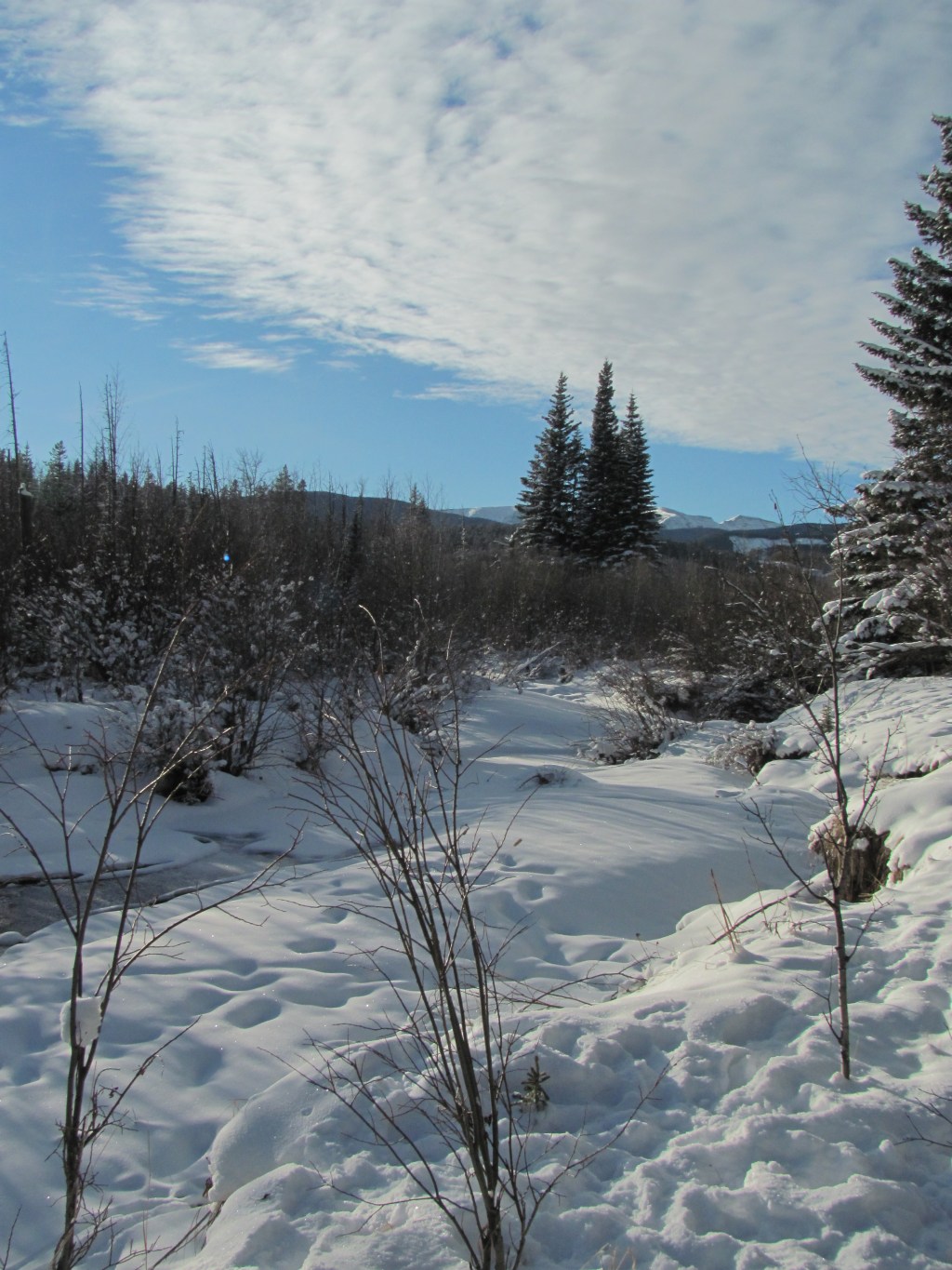 Snowshoeing – Snowy Owl, West Bragg Creek, December&nbsp;2014.