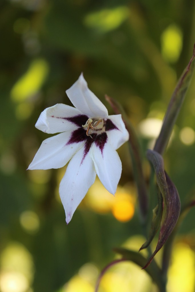 Peacock glad RS FP Normandeau