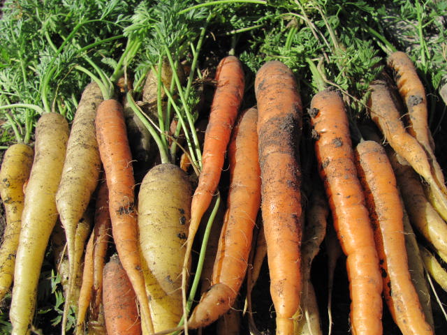 Carrots_Normandeau