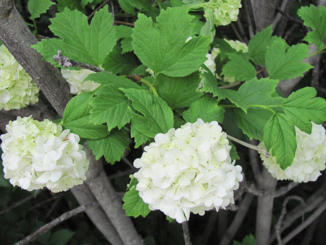 Viburnum snowball - 16 June 2012