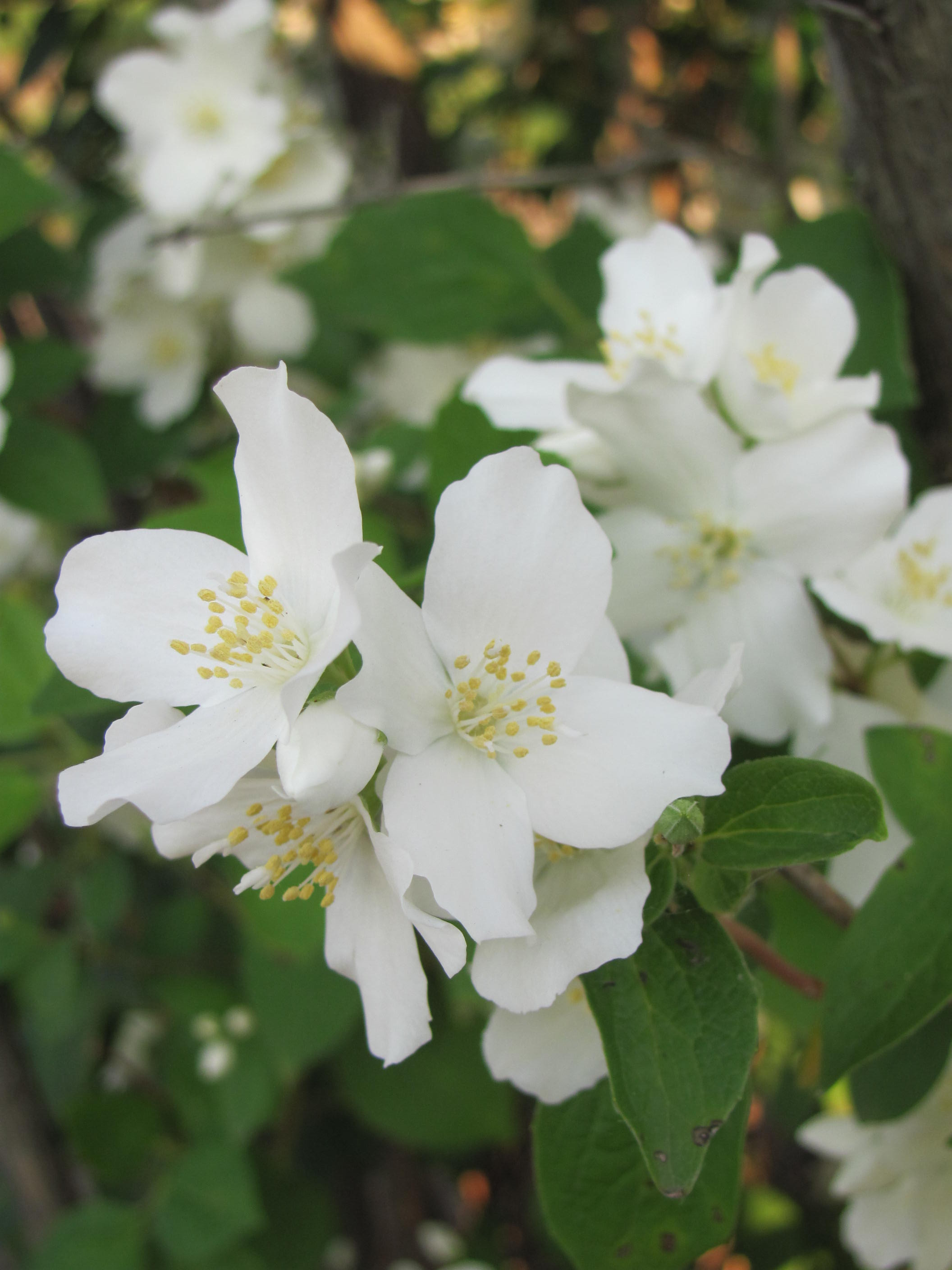 'Jackii' Mockorange 2