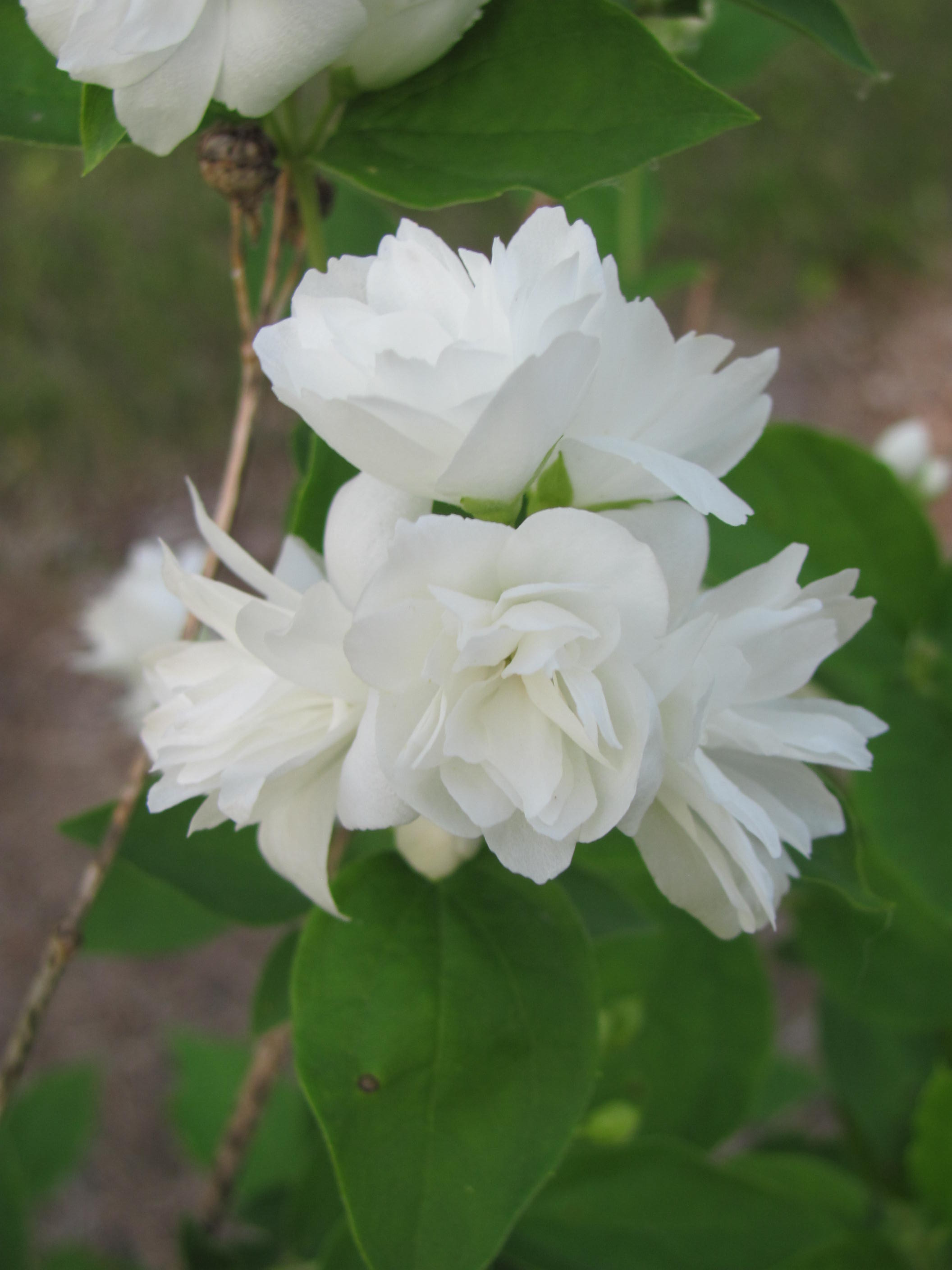 'Snow Goose' Mockorange 2