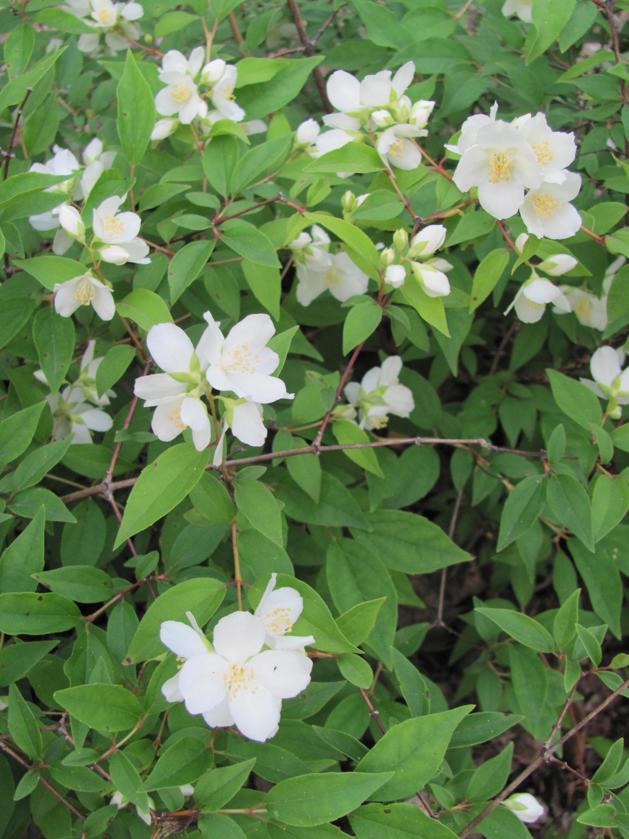 'Waterton' Mockorange 5