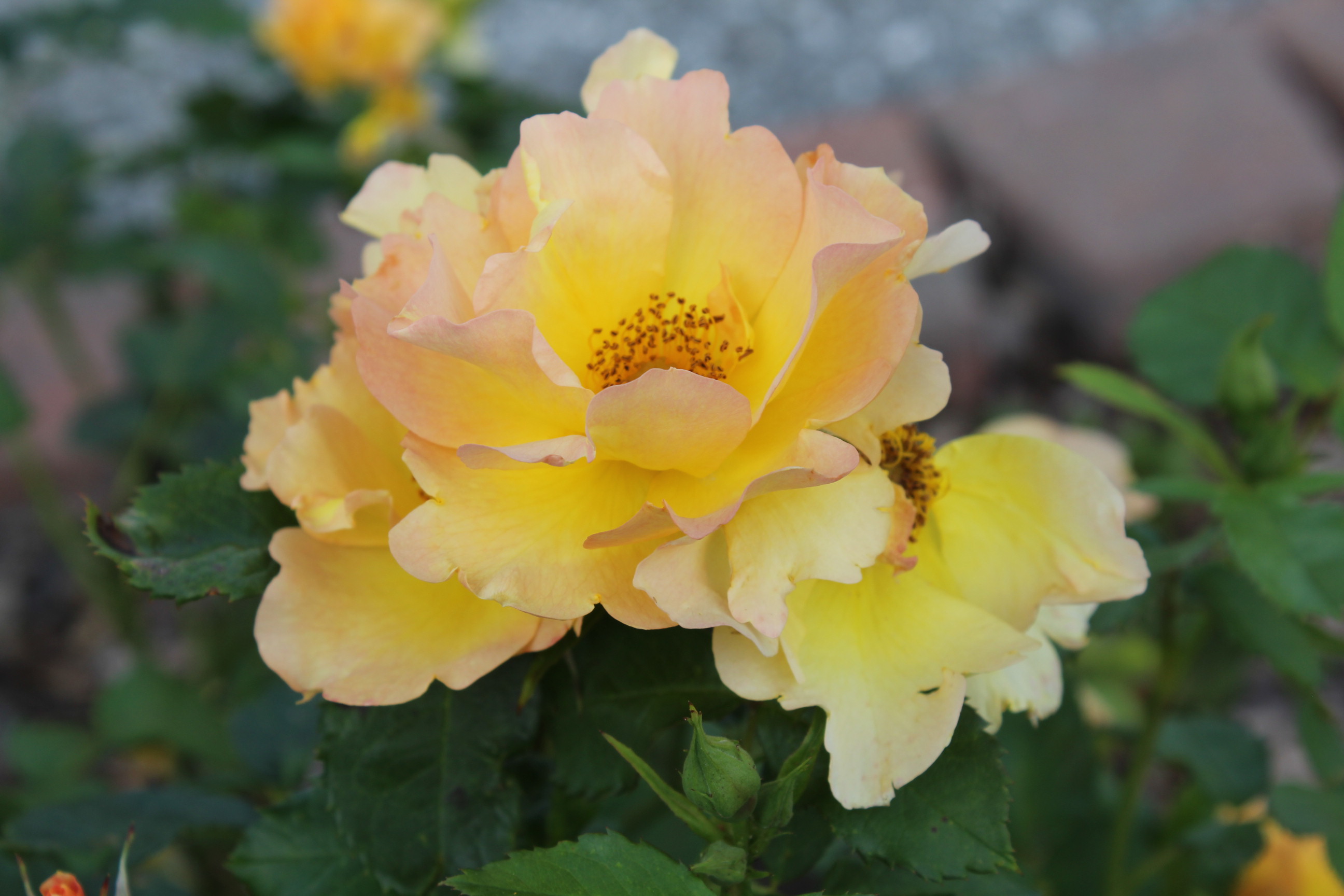 What hardy roses are good for a small garden bed? – Flowery Prose.