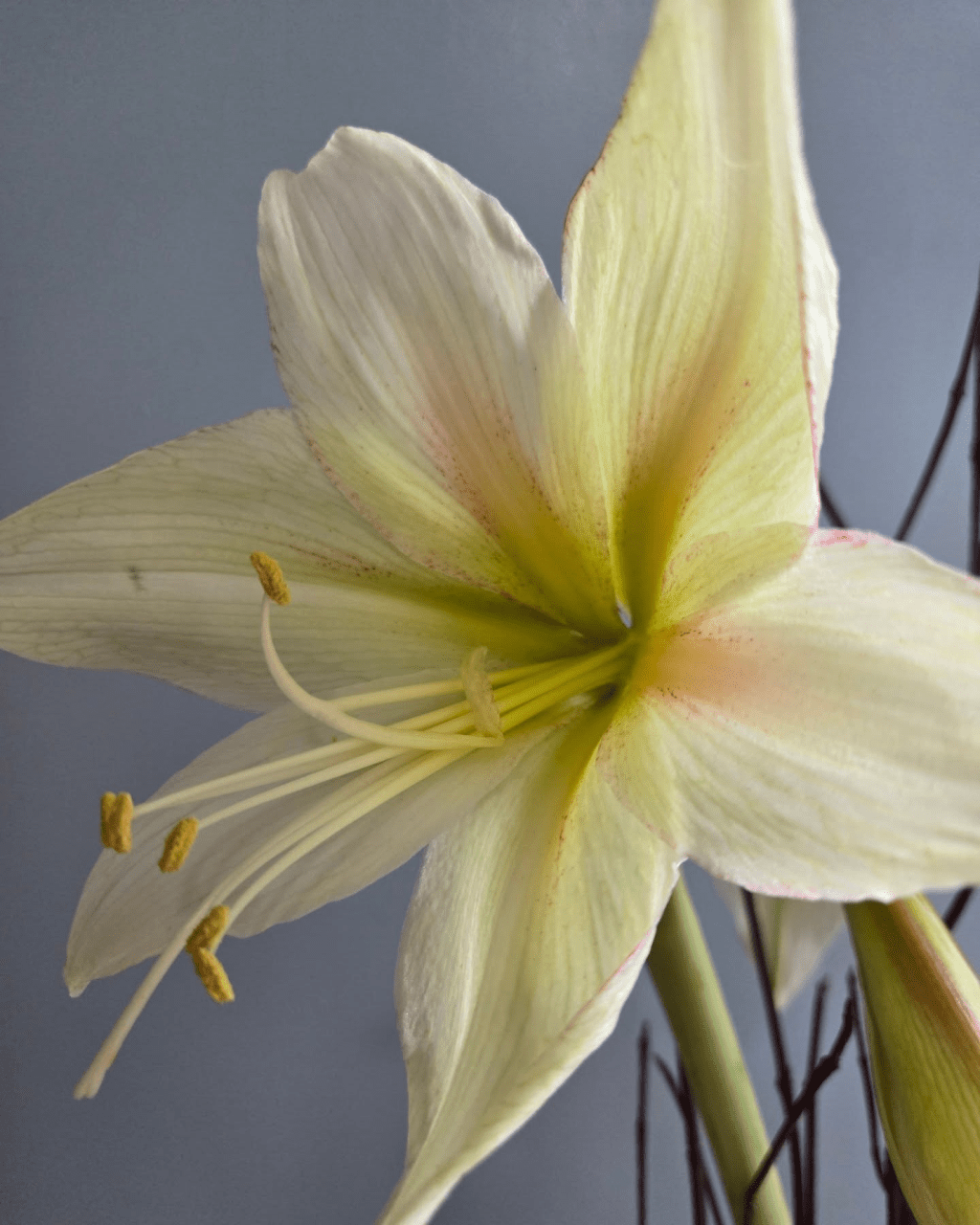 Floral notes – December&nbsp;2024.