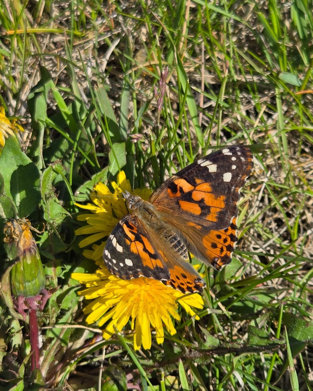 Floral notes – July&nbsp;2025.